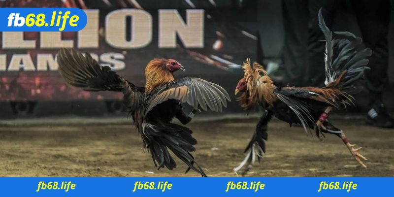 làm thế nào để tham gia chơi game đá gà online