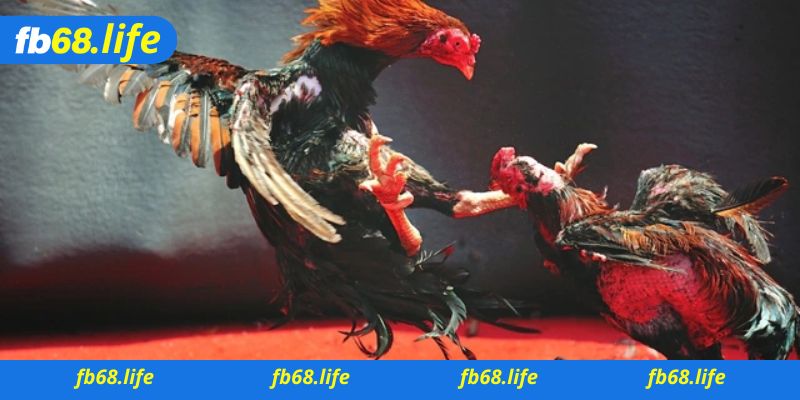 game đá gà online hiện nay được ưa chuộng