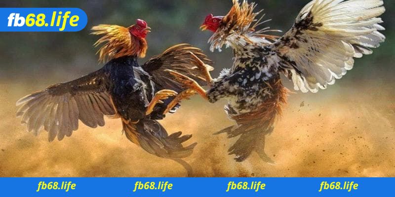Tìm hiểu nguồn gốc của trò đá gà ngày xưa